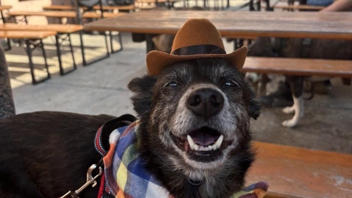 Henry the dog looking happy and wearing a cowboy hat and bandanna